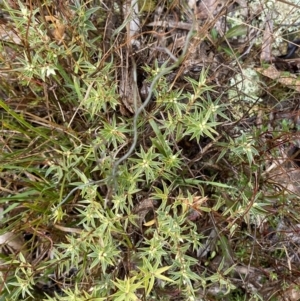 Melichrus urceolatus at Majura, ACT - 28 Jun 2023 10:57 AM