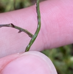 Thysanotus patersonii (Twining Fringe Lily) at Majura, ACT - 28 Jun 2023 by Tapirlord