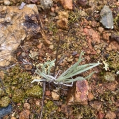 Leucochrysum albicans subsp. tricolor (Hoary Sunray) at Majura, ACT - 28 Jun 2023 by Tapirlord