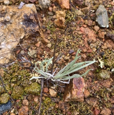 Leucochrysum albicans subsp. tricolor (Hoary Sunray) at Mount Majura - 28 Jun 2023 by Tapirlord