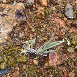 Leucochrysum albicans subsp. tricolor at Majura, ACT - 28 Jun 2023