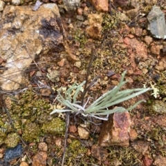 Leucochrysum albicans subsp. tricolor at Majura, ACT - 28 Jun 2023