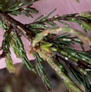 Dillwynia sericea at Majura, ACT - 28 Jun 2023