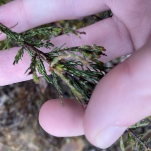 Dillwynia sericea at Majura, ACT - 28 Jun 2023