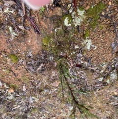 Dillwynia sericea at Majura, ACT - 28 Jun 2023