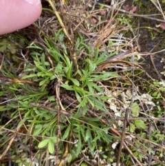 Vittadinia muelleri (Narrow-leafed New Holland Daisy) at Mount Majura - 28 Jun 2023 by Tapirlord