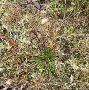 Vittadinia muelleri at Majura, ACT - 28 Jun 2023