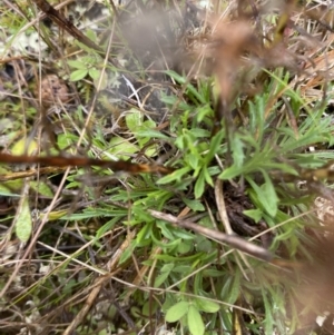 Vittadinia muelleri at Majura, ACT - 28 Jun 2023