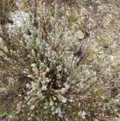 Brachyloma daphnoides (Daphne Heath) at Majura, ACT - 28 Jun 2023 by Tapirlord