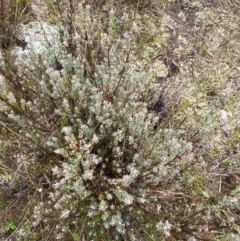 Brachyloma daphnoides (Daphne Heath) at Mount Majura - 28 Jun 2023 by Tapirlord