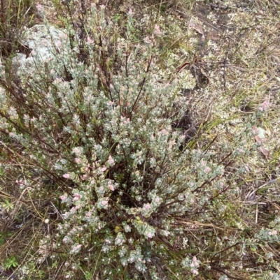 Brachyloma daphnoides (Daphne Heath) at Mount Majura - 28 Jun 2023 by Tapirlord