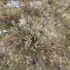 Brachyloma daphnoides at Majura, ACT - 28 Jun 2023 10:50 AM