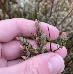 Brachyloma daphnoides at Majura, ACT - 28 Jun 2023 10:50 AM