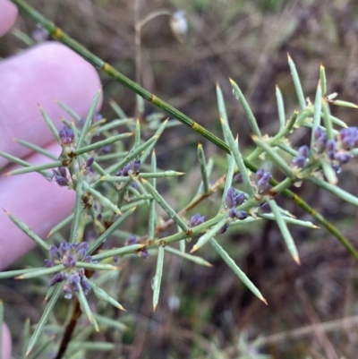 Daviesia genistifolia (Broom Bitter Pea) at Majura, ACT - 28 Jun 2023 by Tapirlord