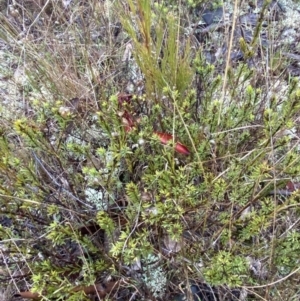 Pultenaea subspicata at Majura, ACT - 28 Jun 2023 10:45 AM