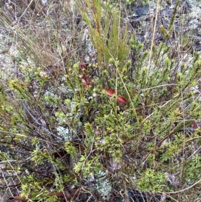 Pultenaea subspicata (Low Bush-pea) at Mount Majura - 28 Jun 2023 by Tapirlord