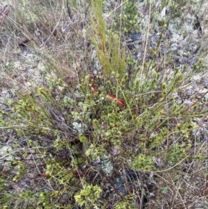 Pultenaea subspicata at Majura, ACT - 28 Jun 2023