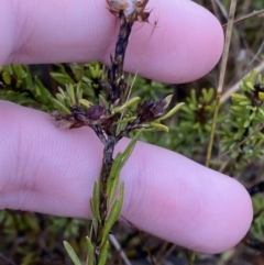 Pultenaea subspicata at Majura, ACT - 28 Jun 2023 10:45 AM