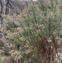 Cassinia quinquefaria (Rosemary Cassinia) at Majura, ACT - 28 Jun 2023 by Tapirlord