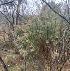 Cassinia quinquefaria at Majura, ACT - 28 Jun 2023 10:30 AM