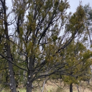 Exocarpos cupressiformis at Majura, ACT - 28 Jun 2023