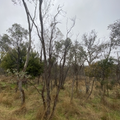 Eucalyptus blakelyi (Blakely's Red Gum) at Mount Majura - 28 Jun 2023 by Tapirlord