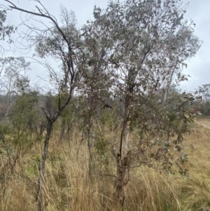 Eucalyptus blakelyi at Majura, ACT - 28 Jun 2023