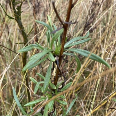 Xerochrysum viscosum (Sticky Everlasting) at Majura, ACT - 28 Jun 2023 by Tapirlord