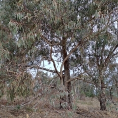 Eucalyptus nortonii (Mealy Bundy) at Tuggeranong, ACT - 27 Jul 2023 by LPadg