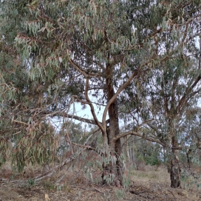 Eucalyptus nortonii (Large-flowered Bundy) at Tuggeranong, ACT - 27 Jul 2023 by LPadg