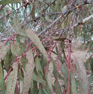 Eucalyptus nortonii at Tuggeranong, ACT - 28 Jul 2023