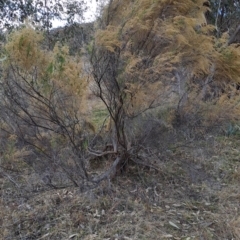 Cassinia sifton (Sifton Bush, Chinese Shrub) at Wanniassa Hill - 27 Jul 2023 by LPadg