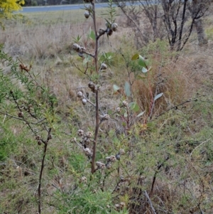 Leptospermum continentale at Tuggeranong, ACT - 28 Jul 2023