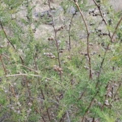 Leptospermum continentale at Tuggeranong, ACT - 28 Jul 2023 09:45 AM