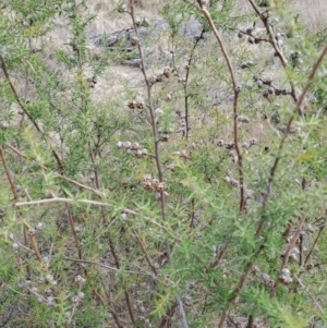 Leptospermum continentale at Tuggeranong, ACT - 28 Jul 2023 09:45 AM