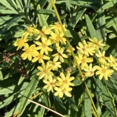 Senecio linearifolius (Fireweed Groundsel, Fireweed) at Jervis Bay, JBT - 25 Jul 2023 by AnneG1