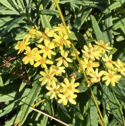 Senecio linearifolius (Fireweed Groundsel, Fireweed) at Jervis Bay, JBT - 25 Jul 2023 by AnneG1