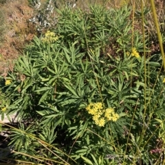 Senecio linearifolius at Jervis Bay, JBT - 25 Jul 2023