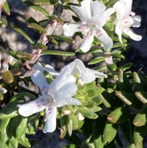 Westringia fruticosa at Jervis Bay, JBT - 25 Jul 2023