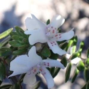 Westringia fruticosa at Jervis Bay, JBT - 25 Jul 2023