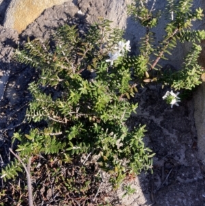 Westringia fruticosa at Jervis Bay, JBT - 25 Jul 2023