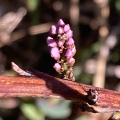 Indigofera australis subsp. australis (Australian Indigo) at Jervis Bay, JBT - 25 Jul 2023 by AnneG1