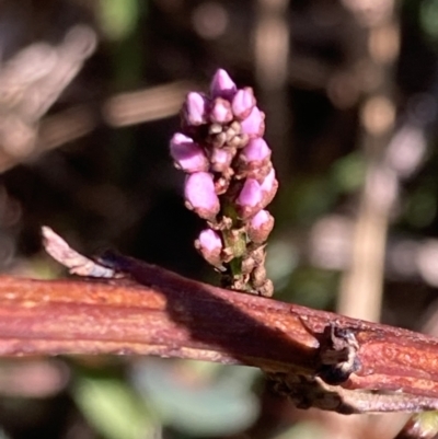 Indigofera australis subsp. australis (Australian Indigo) at Booderee National Park - 25 Jul 2023 by AnneG1