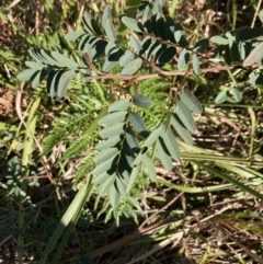 Indigofera australis subsp. australis at Jervis Bay, JBT - 25 Jul 2023