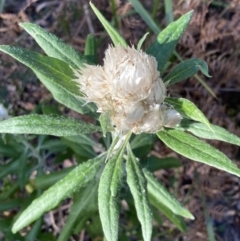 Coronidium elatum (White Everlasting Daisy) at Booderee National Park - 25 Jul 2023 by AnneG1