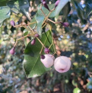 Syzygium smithii at Jervis Bay, JBT - 25 Jul 2023 02:26 PM