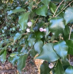 Syzygium smithii at Jervis Bay, JBT - 25 Jul 2023 02:26 PM