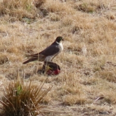 Falco peregrinus (Peregrine Falcon) at Lanyon - northern section - 28 Jul 2023 by RodDeb