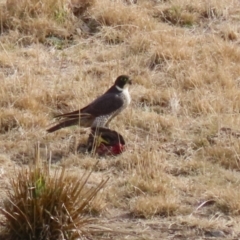 Falco peregrinus (Peregrine Falcon) at Tuggeranong, ACT - 28 Jul 2023 by RodDeb