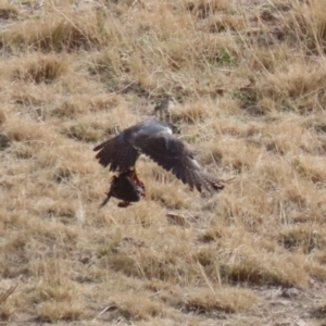 Falco peregrinus at Tuggeranong, ACT - 28 Jul 2023 12:41 PM